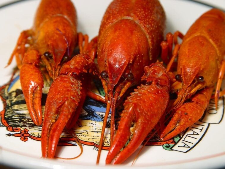 lobster, shear, orange